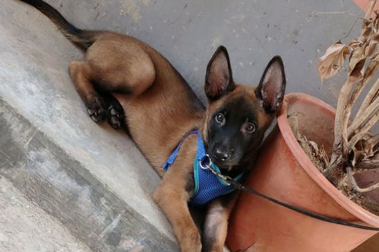 马犬几个月开始咬生人