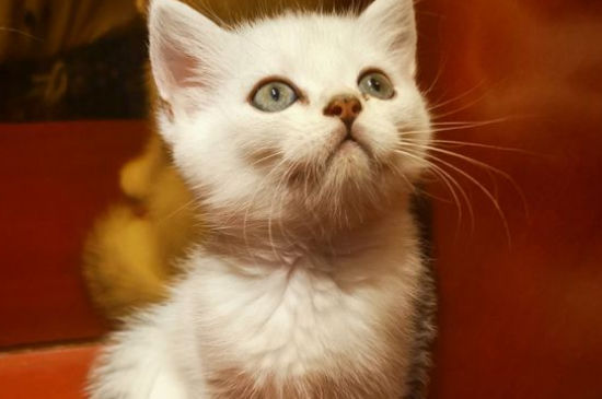 猫怀孕流眼泪怎么回事