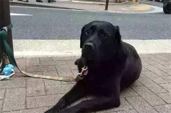 狗生命多长时间