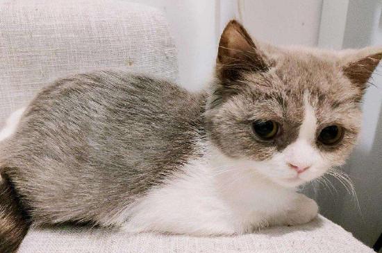 猫咪连续打喷嚏像哮喘怎么回事