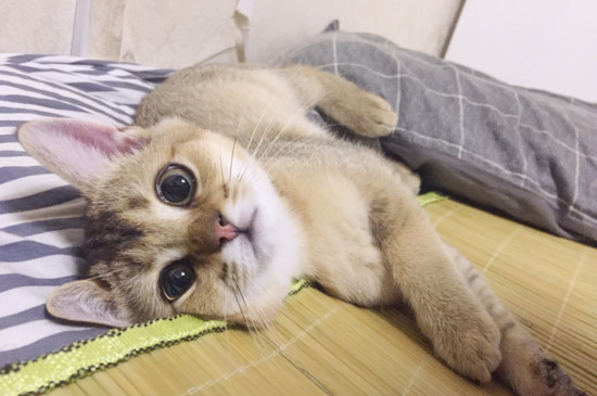 猫打完疫苗呕吐正常吗