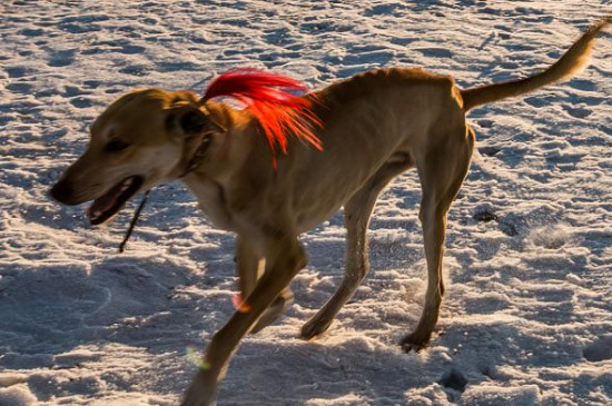 细犬的智商高吗
