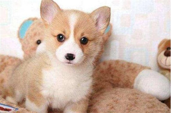 如何照顾生病的幼犬，加强营养适当运动还要注意卫生
