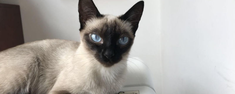 暹罗猫掉毛严重怎么办