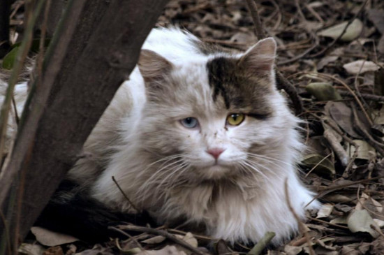 流浪猫反感你的表现