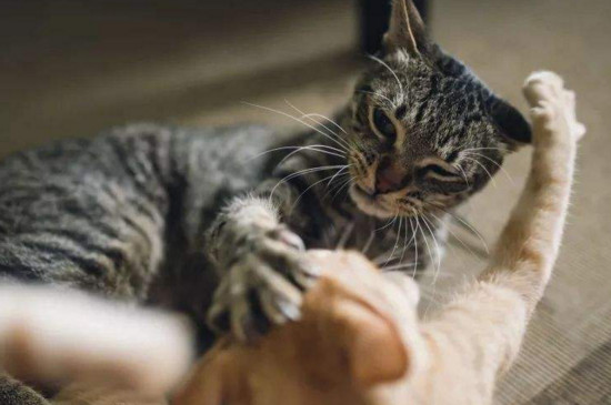 两只猫打架不管可以吗