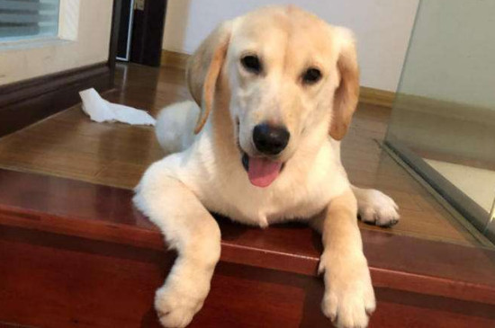 狗狗注射狂犬疫苗时间