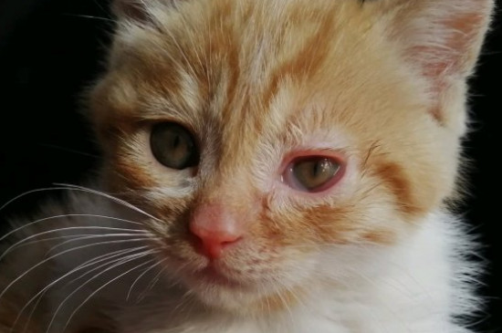 猫抗冻吗