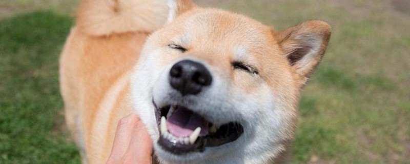 柴犬为什么那么贵