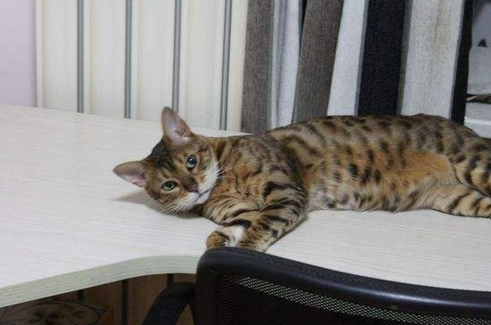 土猫一般活几年