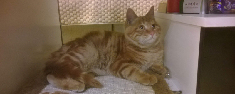 猫咪嘴巴一直微张