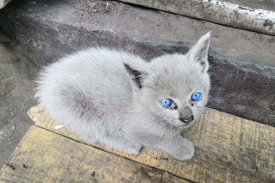 猫呕吐拉稀是什么情况，猫咪又吐又拉稀怎么办