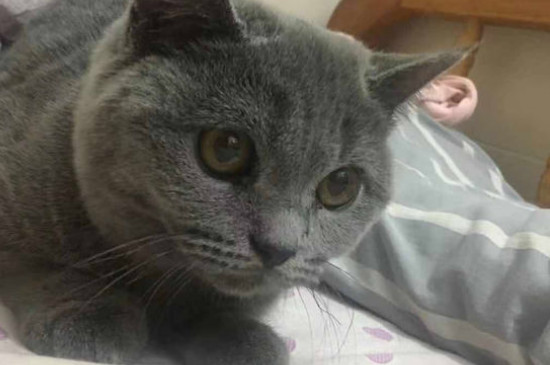 猫尾巴骨折了怎么办