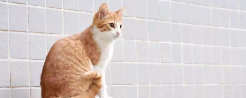 猫角膜溃疡