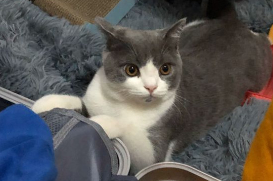 养猫装哪种纱窗