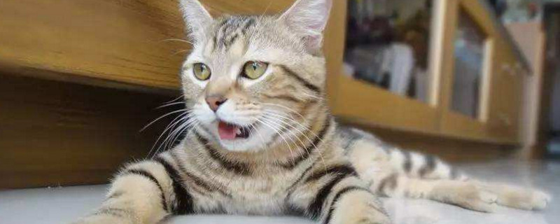 猫咪呼吸急促嘴巴张开
