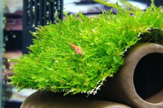 水晶虾缸养什么水草
