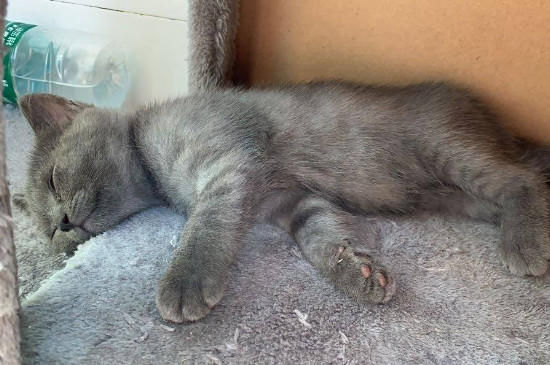 两只小猫一起养不亲人