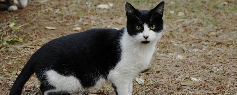 猫突然流透明口水