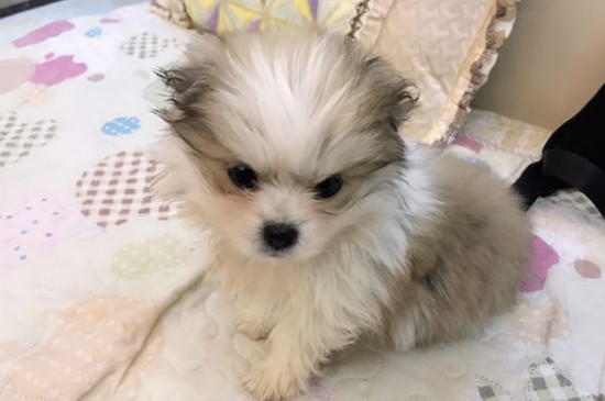 狗狗流黄鼻涕能自愈吗