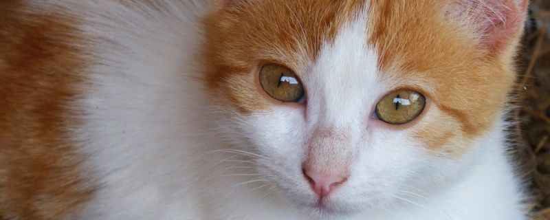 小猫身上有疙瘩像结痂