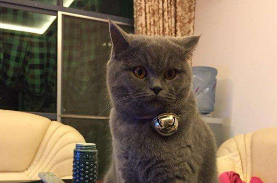 猫7天发一次情正常吗
