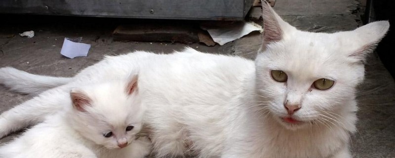 母猫不见小猫后的反应