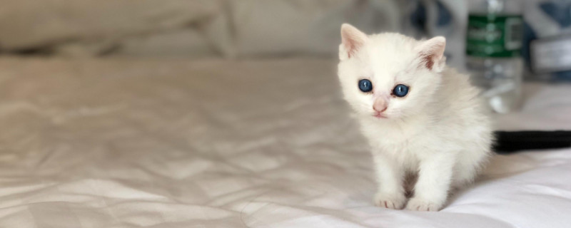 猫多久会走