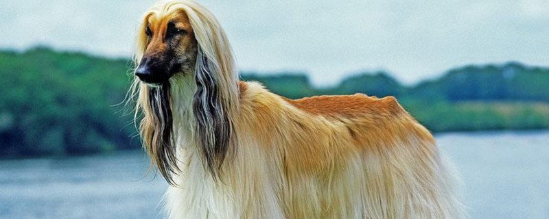 阿富汗猎犬为什么被禁养