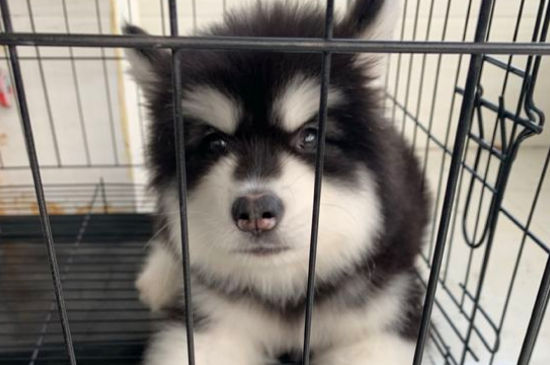 阿拉斯加是二哈吗