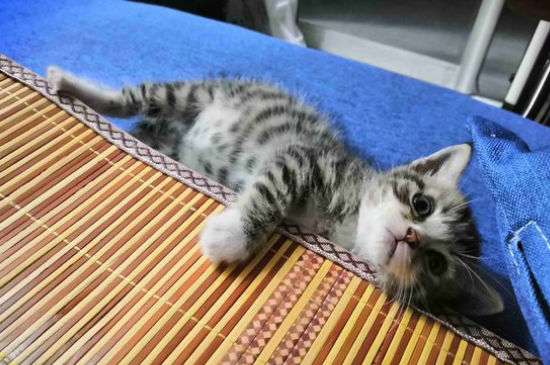 猫咪一动不动只剩呼吸