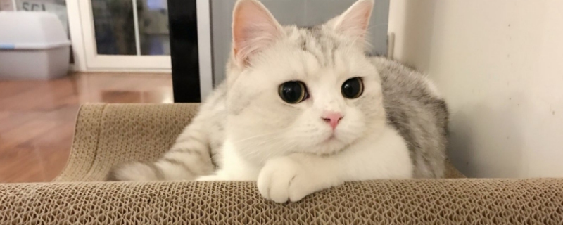 小猫奄奄一息如何救活
