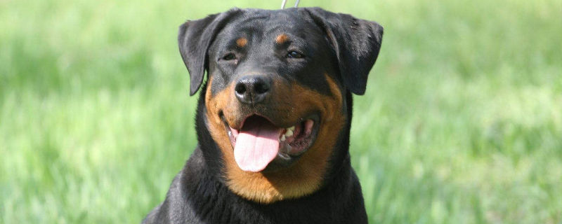罗威纳犬能看家护院吗