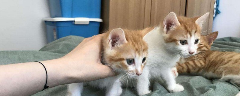 出生不久的小猫吃什么