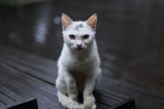 母猫流产能自行解决吗
