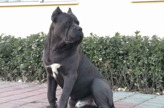 养卡斯罗犬的七大禁忌
