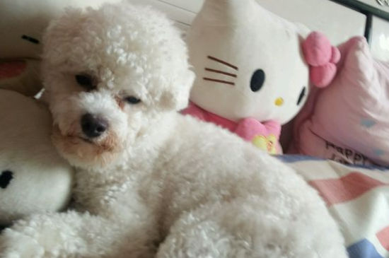 比熊睡觉抽搐怎么回事