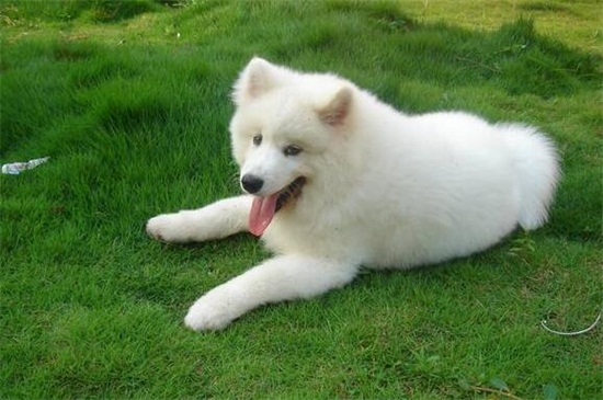 萨摩耶犬吃什么好