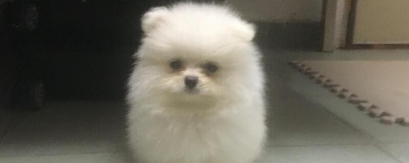 狗狗能吃橙子吗