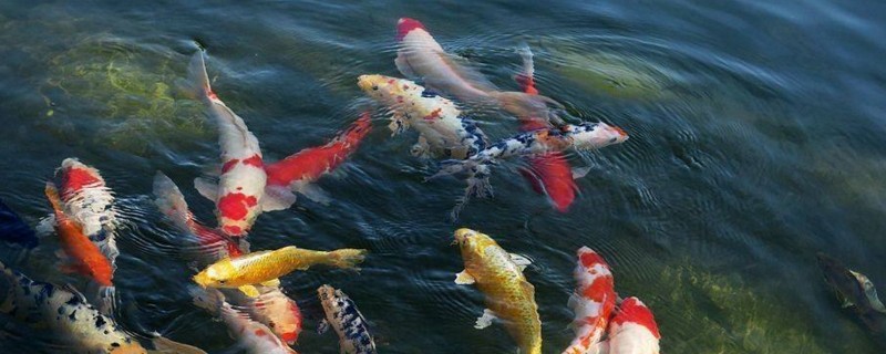 锦鲤身上长白点