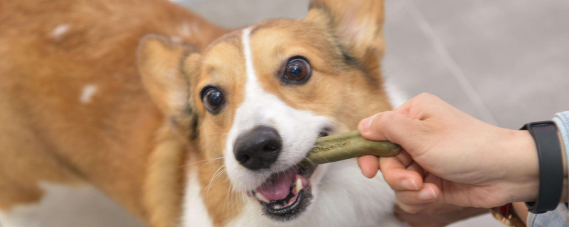 狗肾衰症状