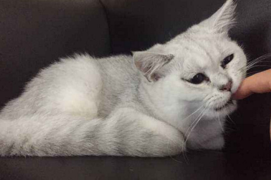 为什么好多人喜欢养猫