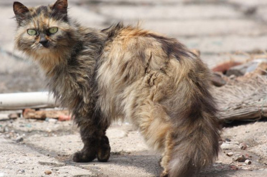 怎么让流浪猫跟你回家