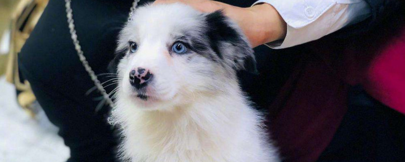 边牧幼犬泪痕严重