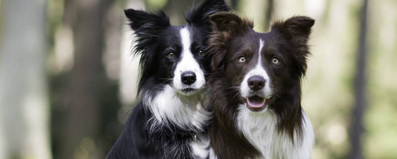 牧羊犬发情几天可以配
