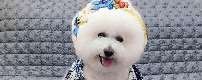 狗狗皮肤病会自愈吗