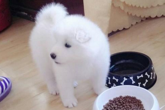 怎样让幼犬晚上不哼唧