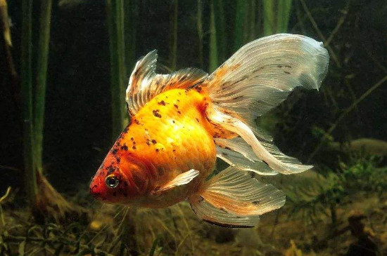 养金鱼水多深为好