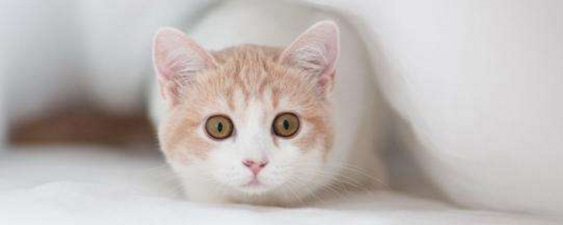 刚出生的小猫拉稀怎么办
