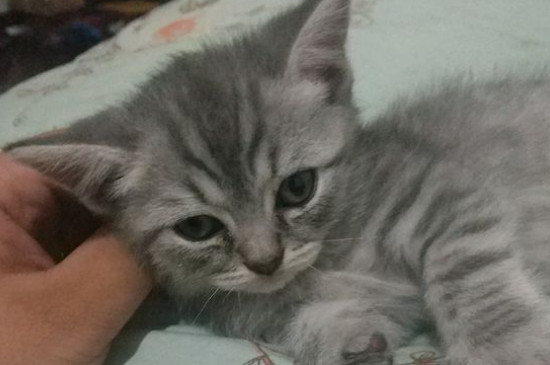 猫拿头拱人是什么意思